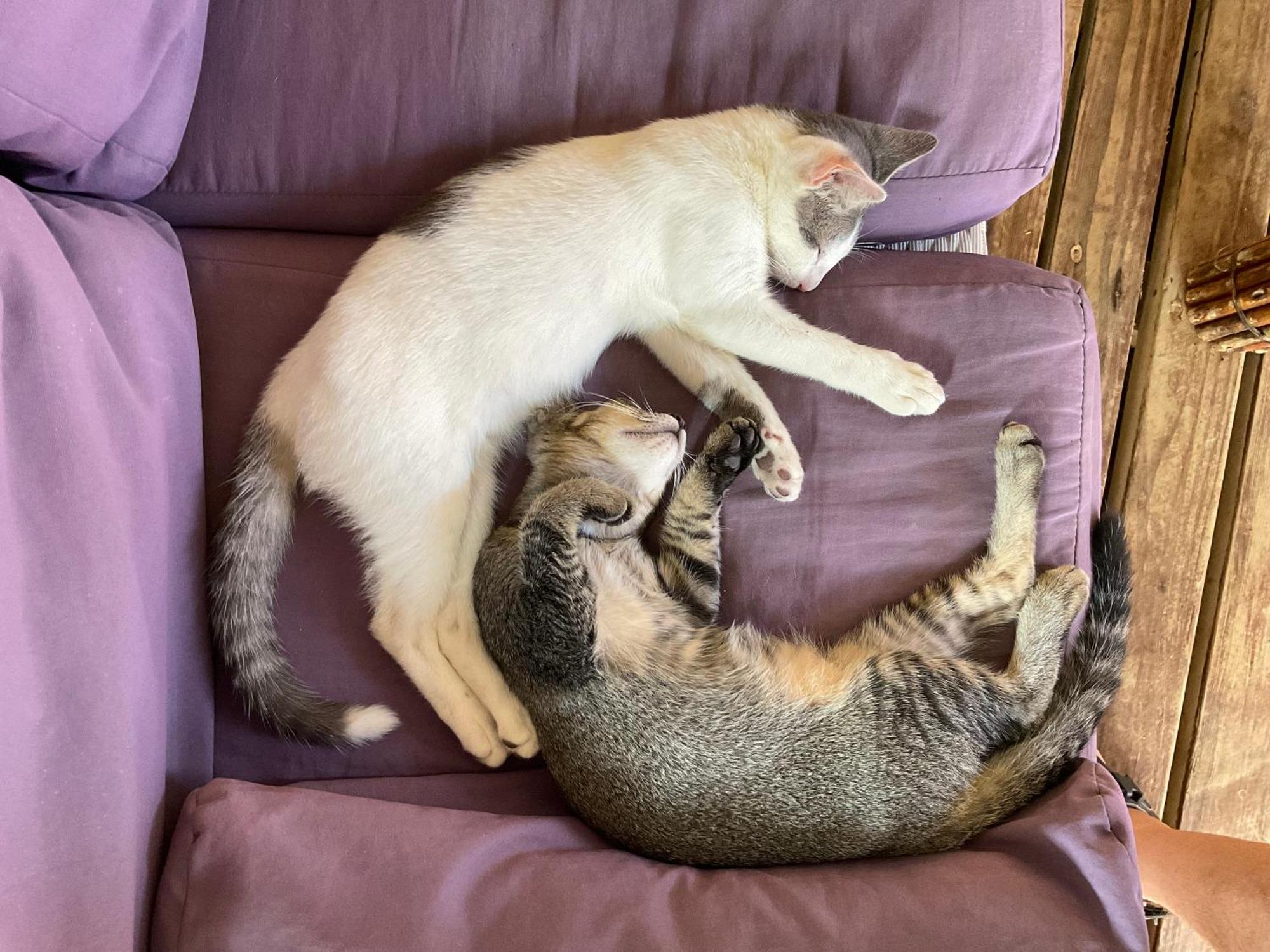 Vahaui Paradis Avatoru Dış mekan fotoğraf